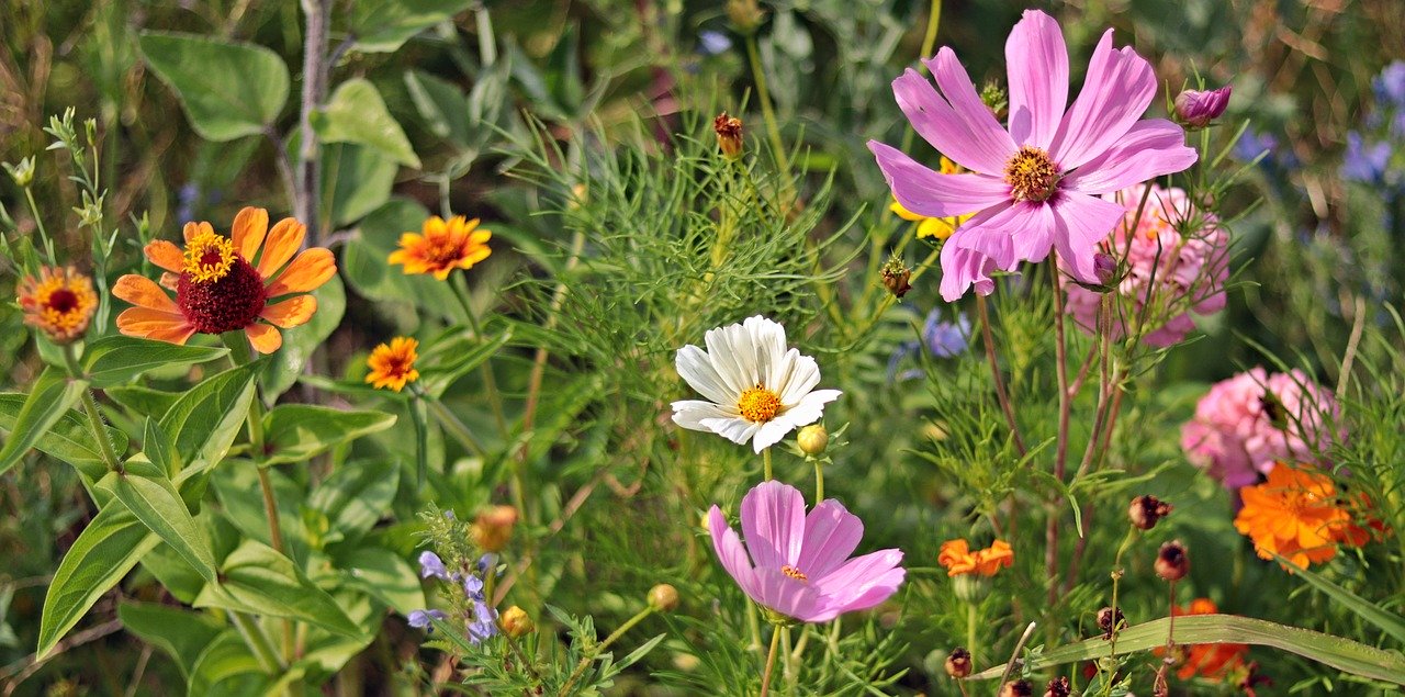 wilde-blumen-sommerfrische